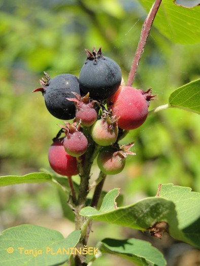 Amelanchier alnifolia Obelisk.jpg