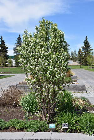 Amelanchier alnifolia Obelisk.jpg