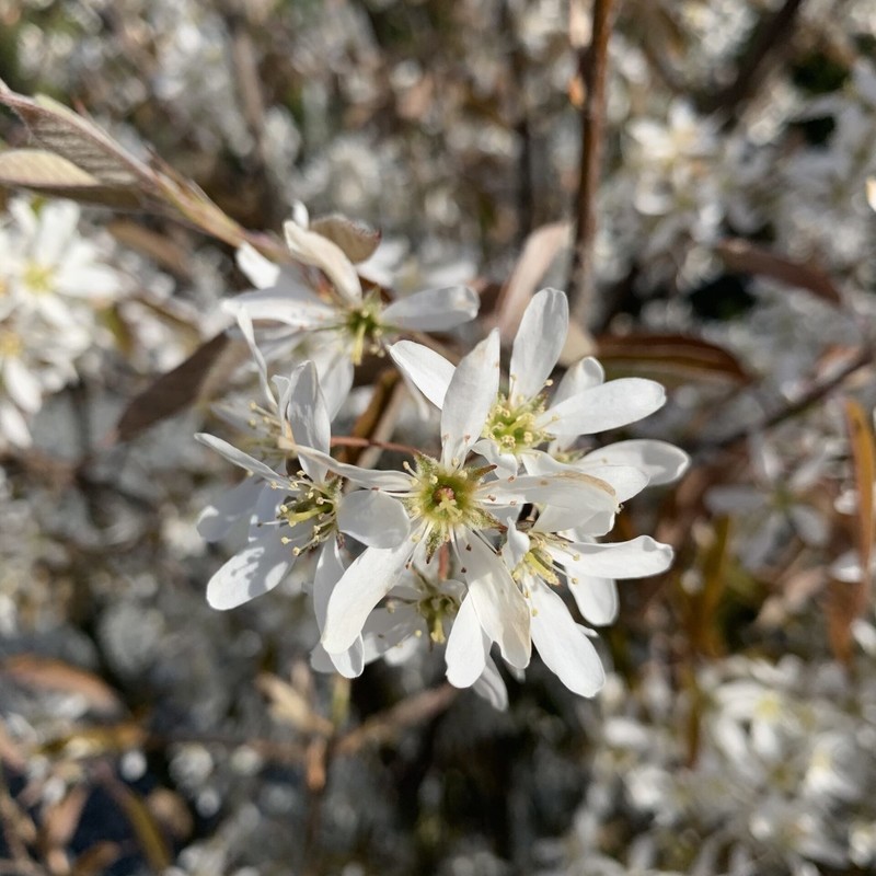 Amelanchier canadensis 1.jpg