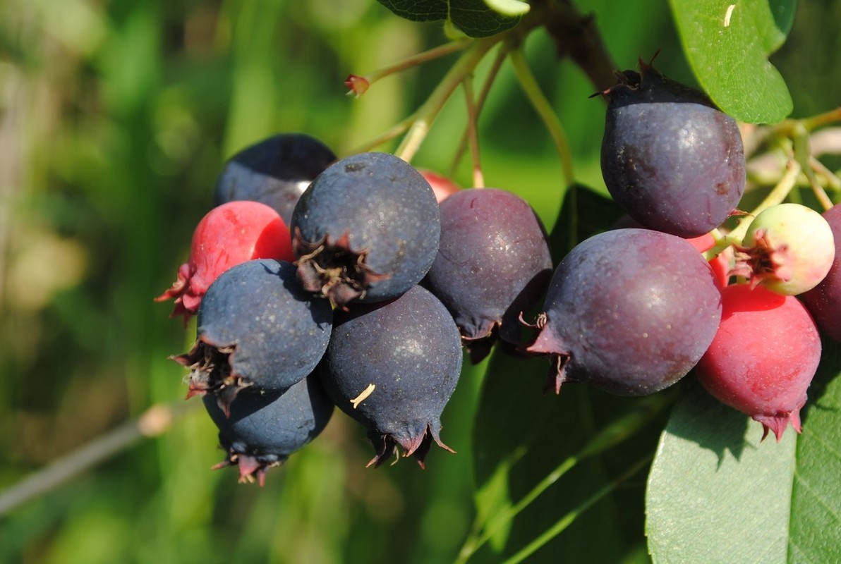 Amelanchier canadensis 2.jpg