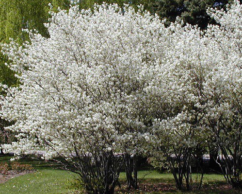 Amelanchier canadensis 3.jpg
