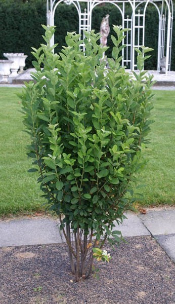 Amelanchier canadensis Rainbow Pillar 1.jpg