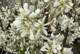 Amelanchier canadensis 'Rainbow Pillar®' (= A. canadensis 'Glenn Form', A. canadensis 'Rainbow', A. canadensis 'Glenn's Upright') - stebrasta kanadska šmarna hrušica