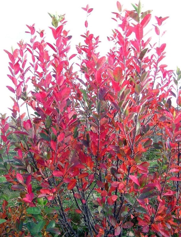 Amelanchier canadensis Rainbow Pillar 2.jpg