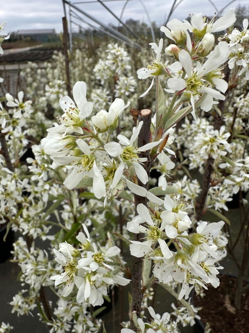 Amelanchier canadensis Rainbow Pillar.jpg
