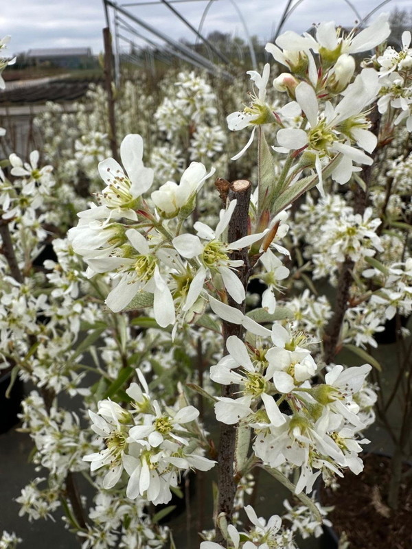Amelanchier canadensis Rainbow Pillar.jpg