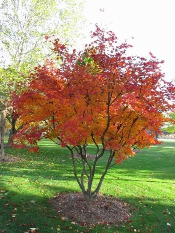 Amelanchier canadensis.jpg