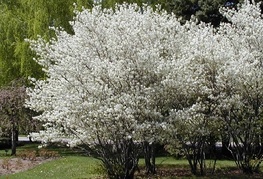 Amelanchier canadensis - kanadska  šmarna hrušica