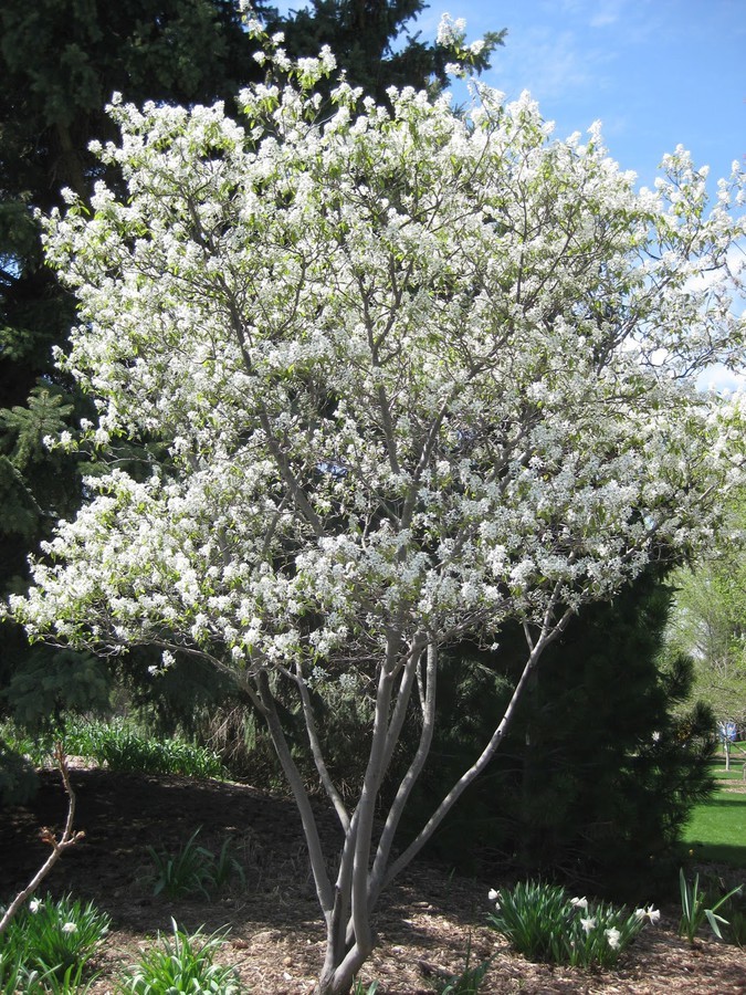 Amelanchier lamarckii 1.jpg