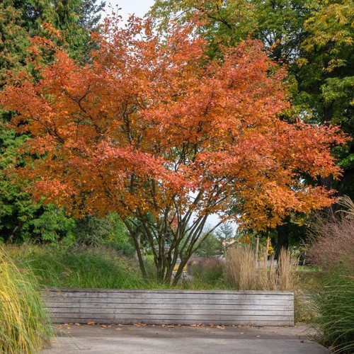 Amelanchier lamarckii 2.jpg
