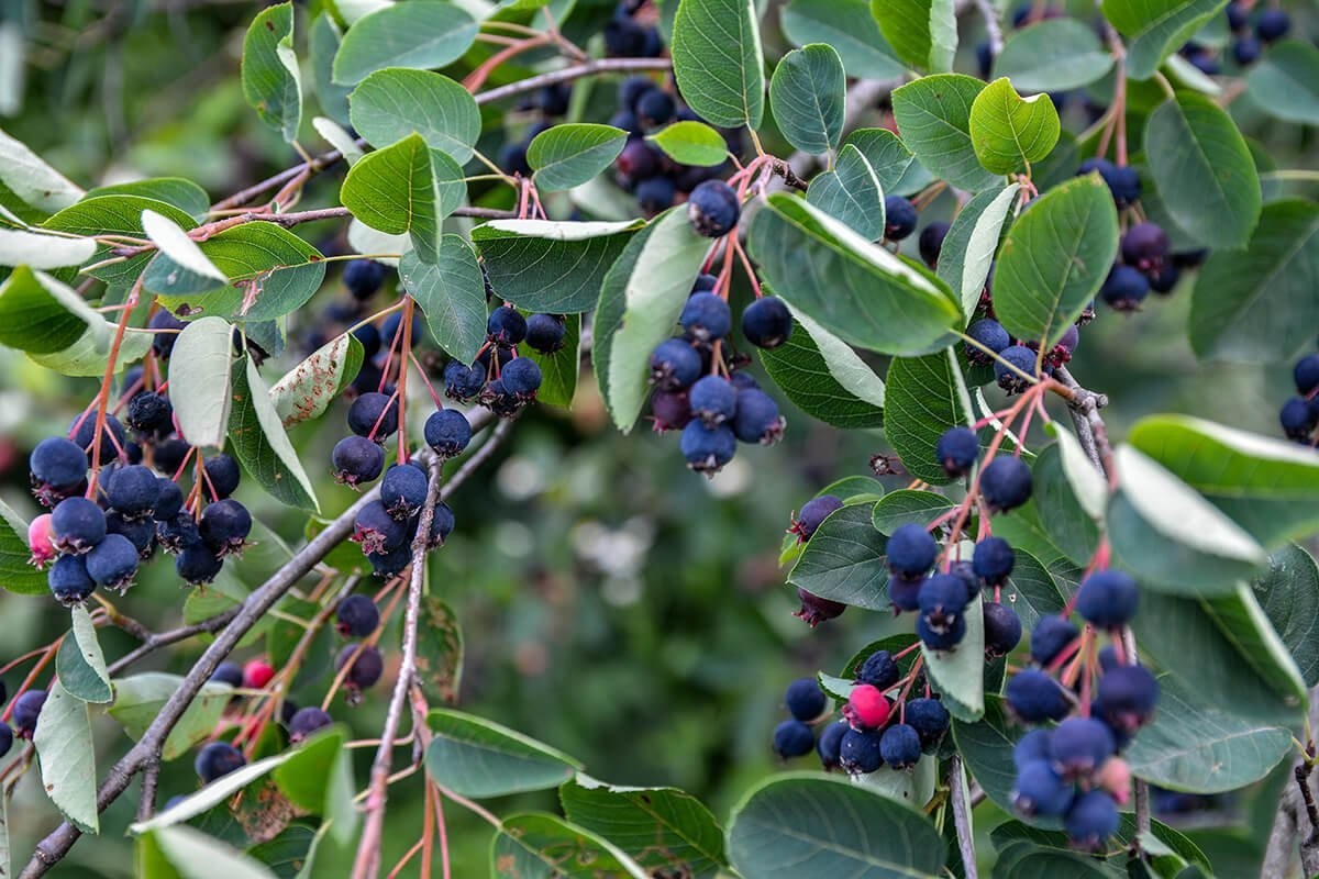 Amelanchier lamarckii 3.jpg