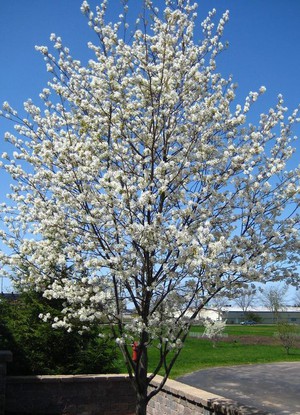 Amelanchier-lamarckii-Ballerina-.jpg