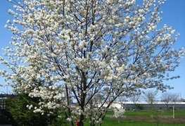 Amelanchier 'Ballerina' -  šmarna hrušica