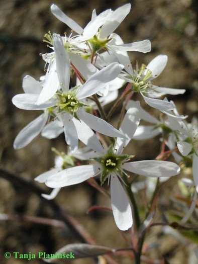 Amelanchier lamarckii.jpg