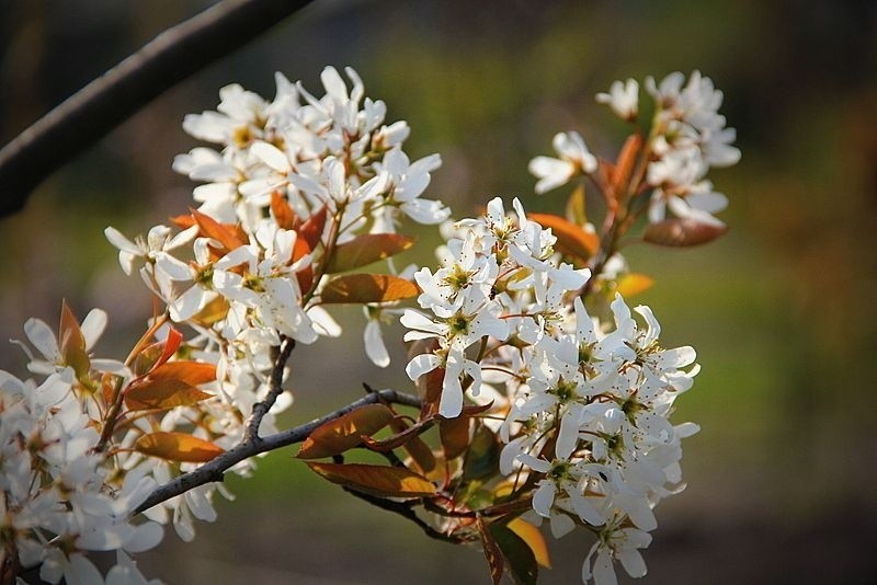 Amelanchier x grandiflora Ballerina 1.jpg