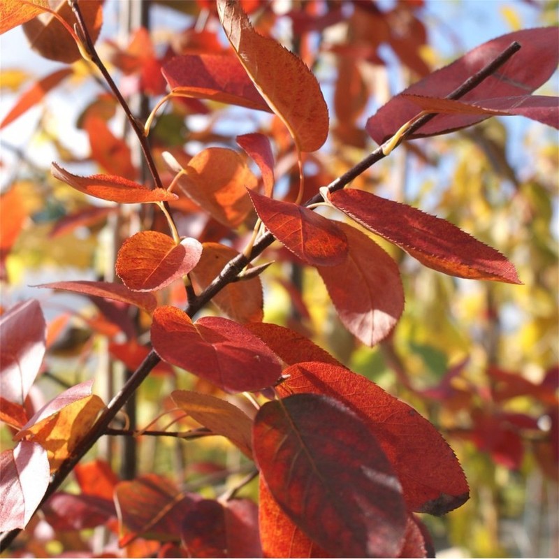 Amelanchier x grandiflora Ballerina 2.jpg