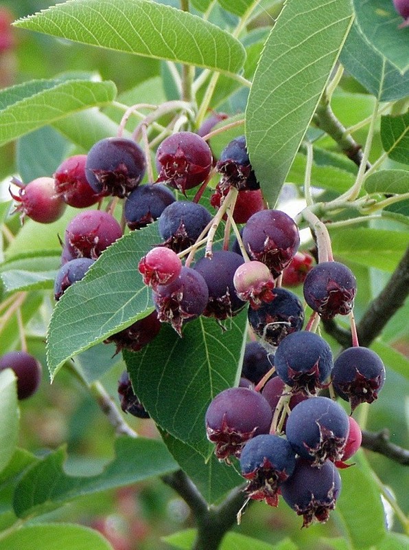 Amelanchier x grandiflora Ballerina 3.jpg