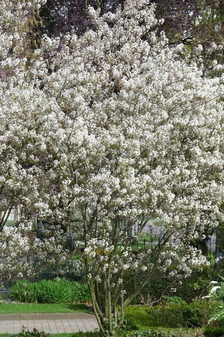 Amelanchier x grandiflora Ballerina.jpg
