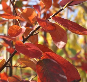 Amelanchier Ballerina a.jpg