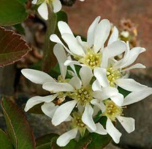 Amelanchier canadensis.jpg