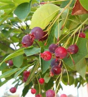 Amelanchier canadensis plodovi.jpg