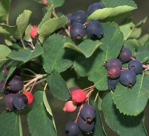 Amelanchier_lamarckii- plodovi.jpg