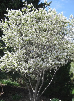 Amelanchier lamarckii blooms.jpg