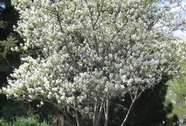 Amelanchier lamarckii - šmarna hrušica