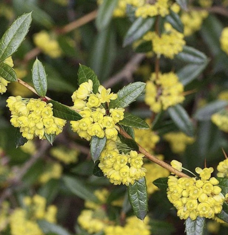 Berberis julianae 1.jpg