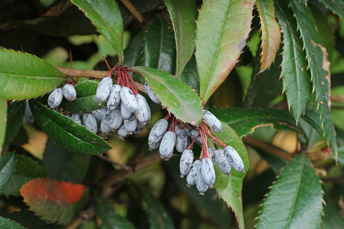 Berberis julianae 2.jpg
