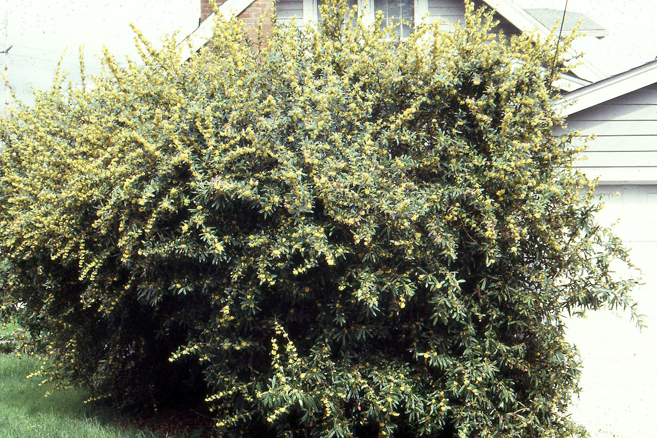 Berberis julianae.jpg
