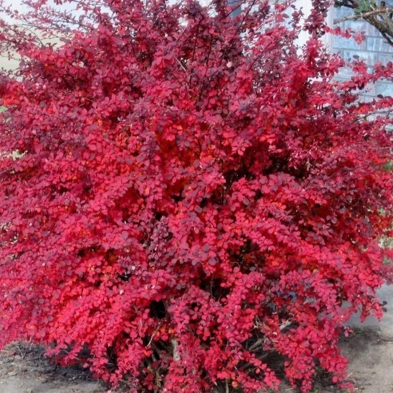 Berberis thunbergii Atropurpure Nana 1.jpg