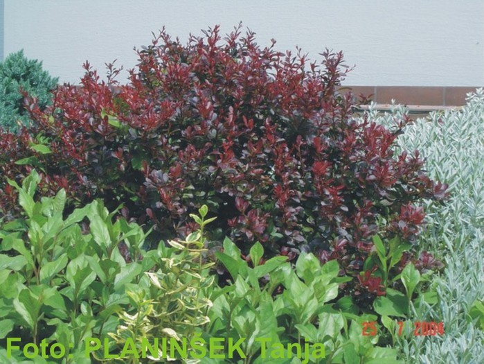 Berberis thunbergii Atropurpure Nana.jpg