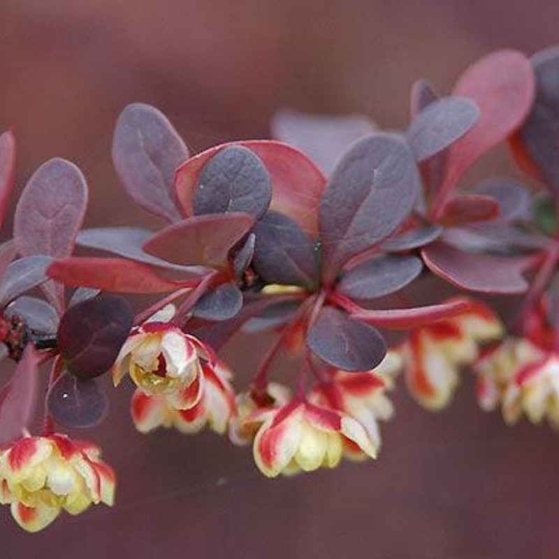 Berberis thunbergii Atropurpurea 1.jpg