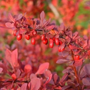 Berberis thunbergii Atropurpurea.jpg