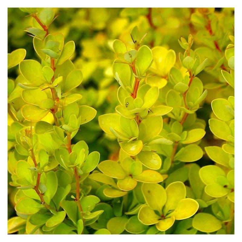 Berberis thunbergii Aurea 1.jpg