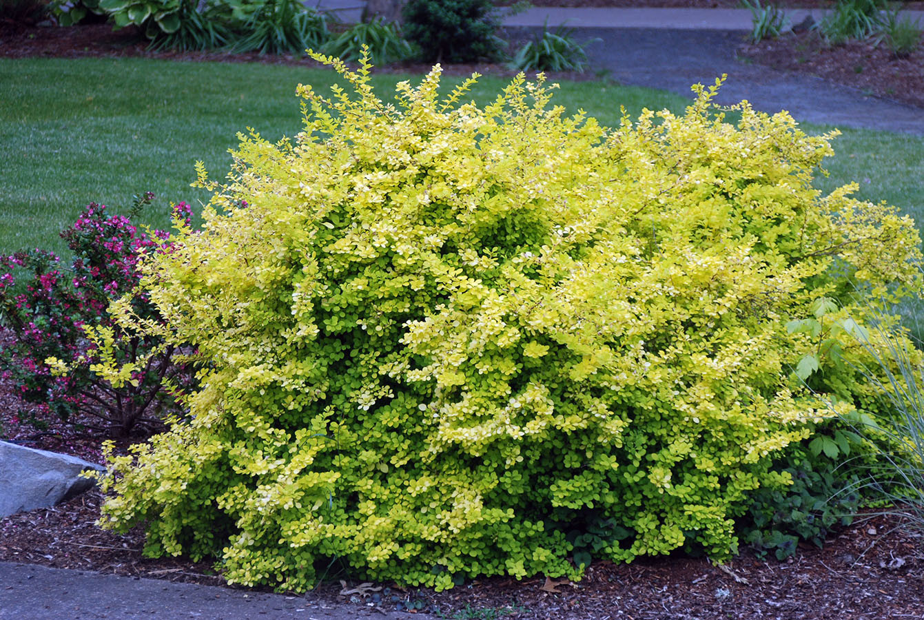 Berberis thunbergii Aurea.jpg