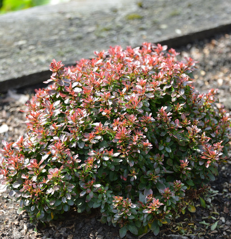 Berberis thunbergii Bagatelle 1.jpg
