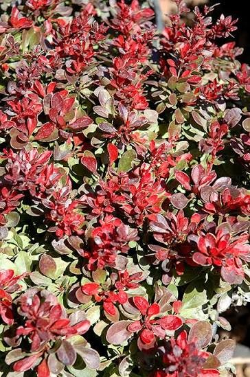 Berberis thunbergii Bagatelle.jpg