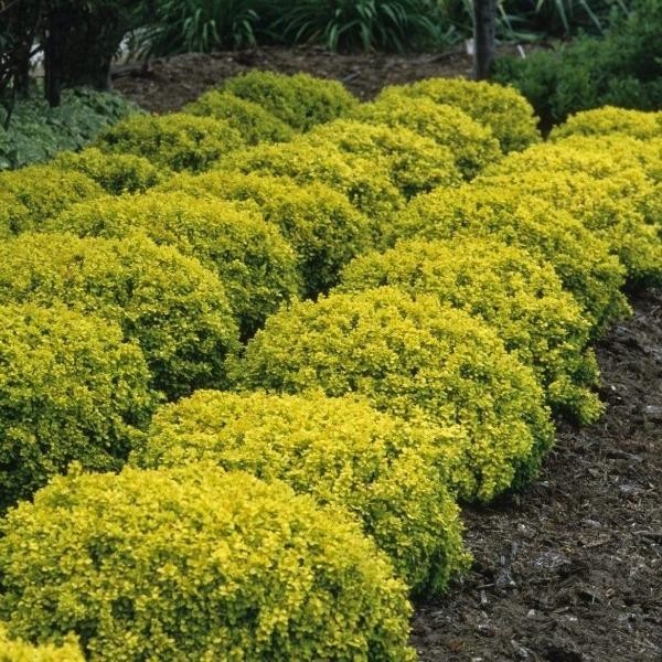 Berberis thunbergii Bonanza Gold 1.jpg