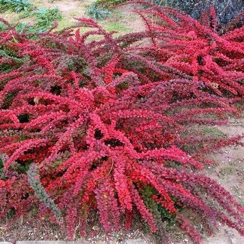 Berberis thunbergii Green Carpet 1.jpg