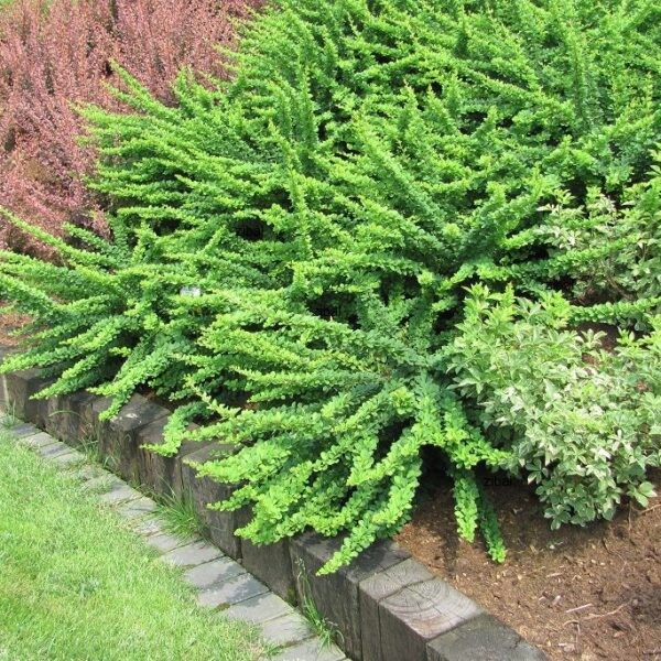 Berberis thunbergii Green Carpet.jpg
