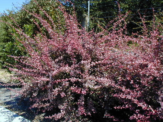 Berberis thunbergii Harlequin 1.jpeg