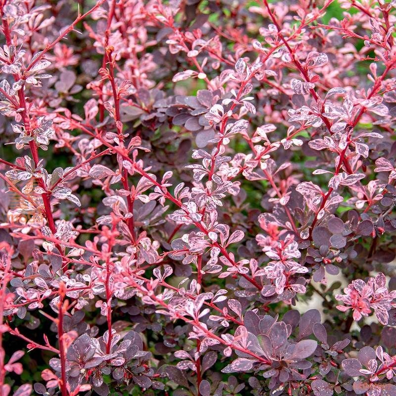 Berberis thunbergii Harlequin.jpeg