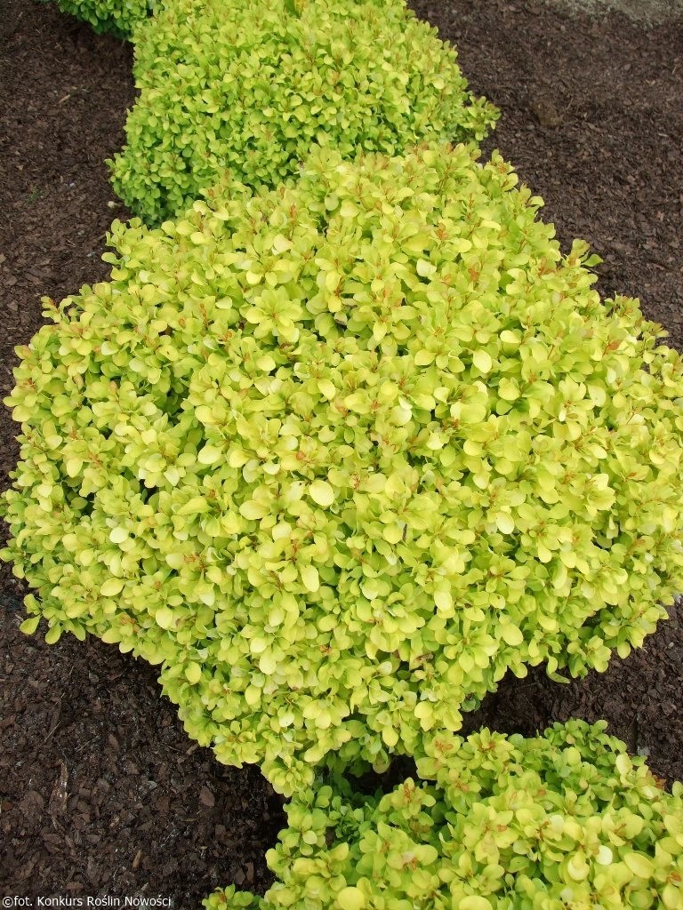 Berberis thunbergii Lime Star.jpg