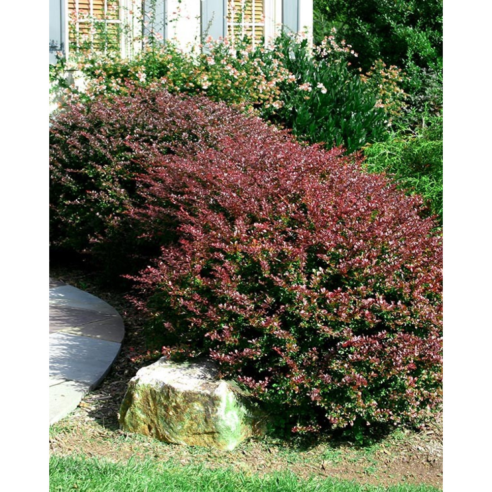 Berberis thunbergii Red Chief1.jpg