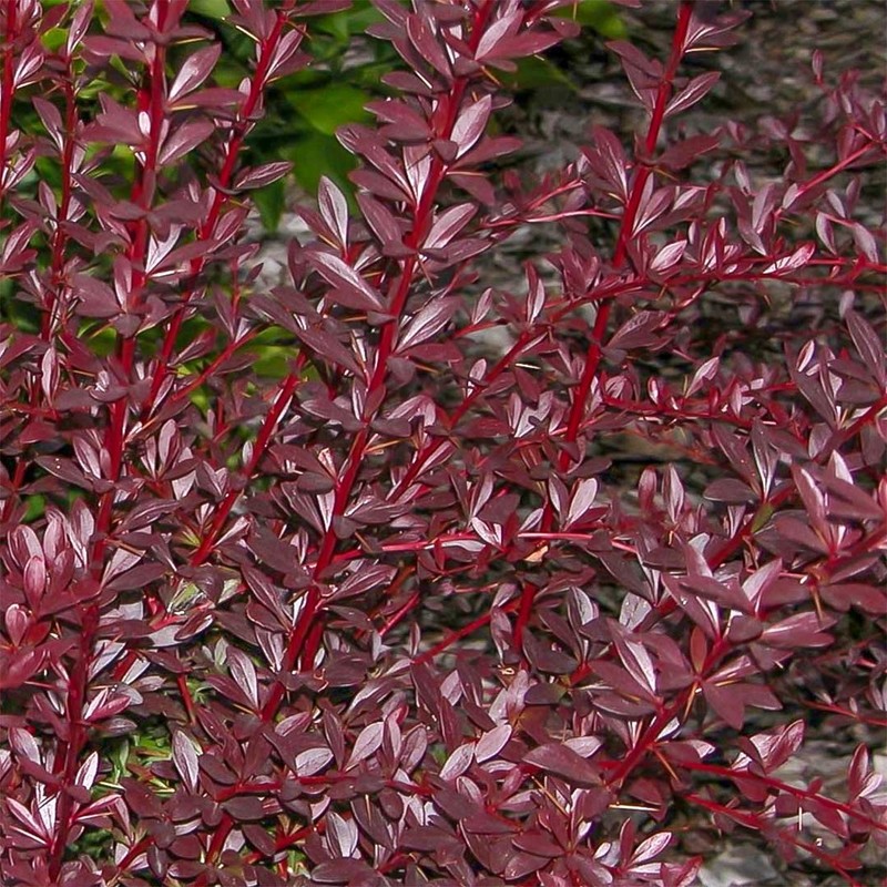 Berberis thunbergii Red Chief.jpg