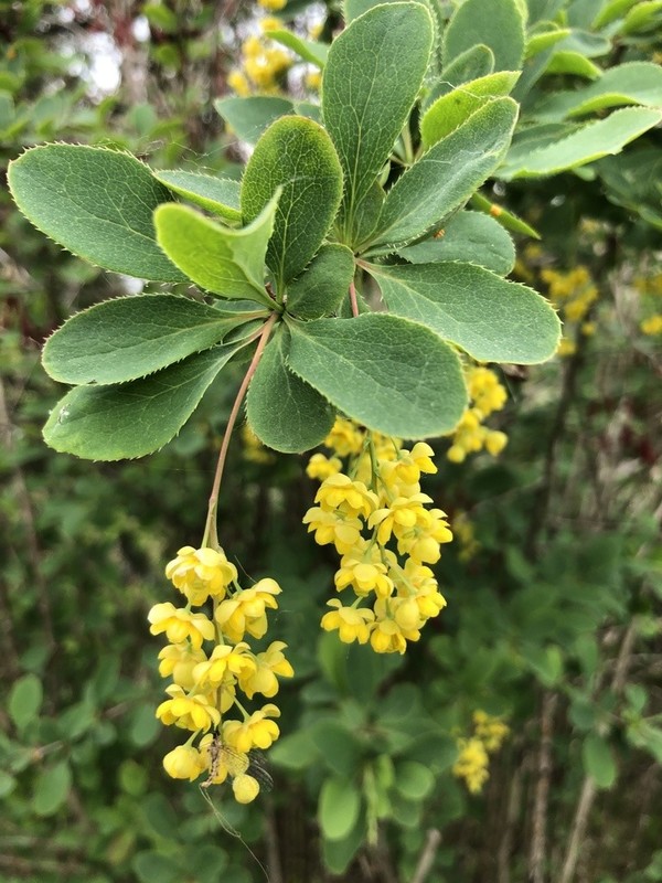Berberis vulgaris 1.jpg