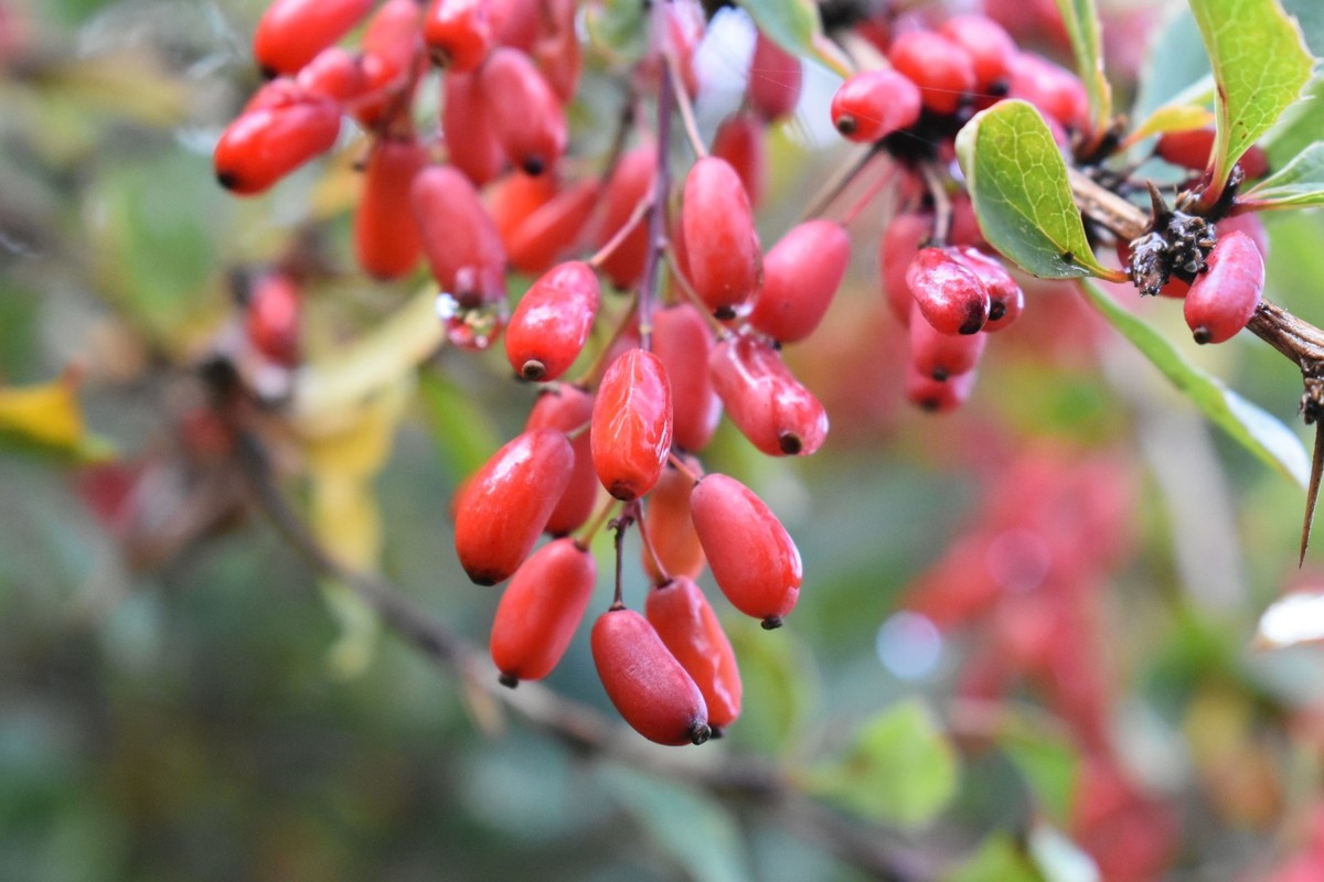 Berberis vulgaris 2.jpg