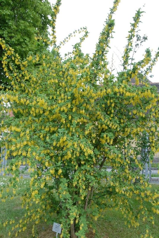 Berberis vulgaris.jpg